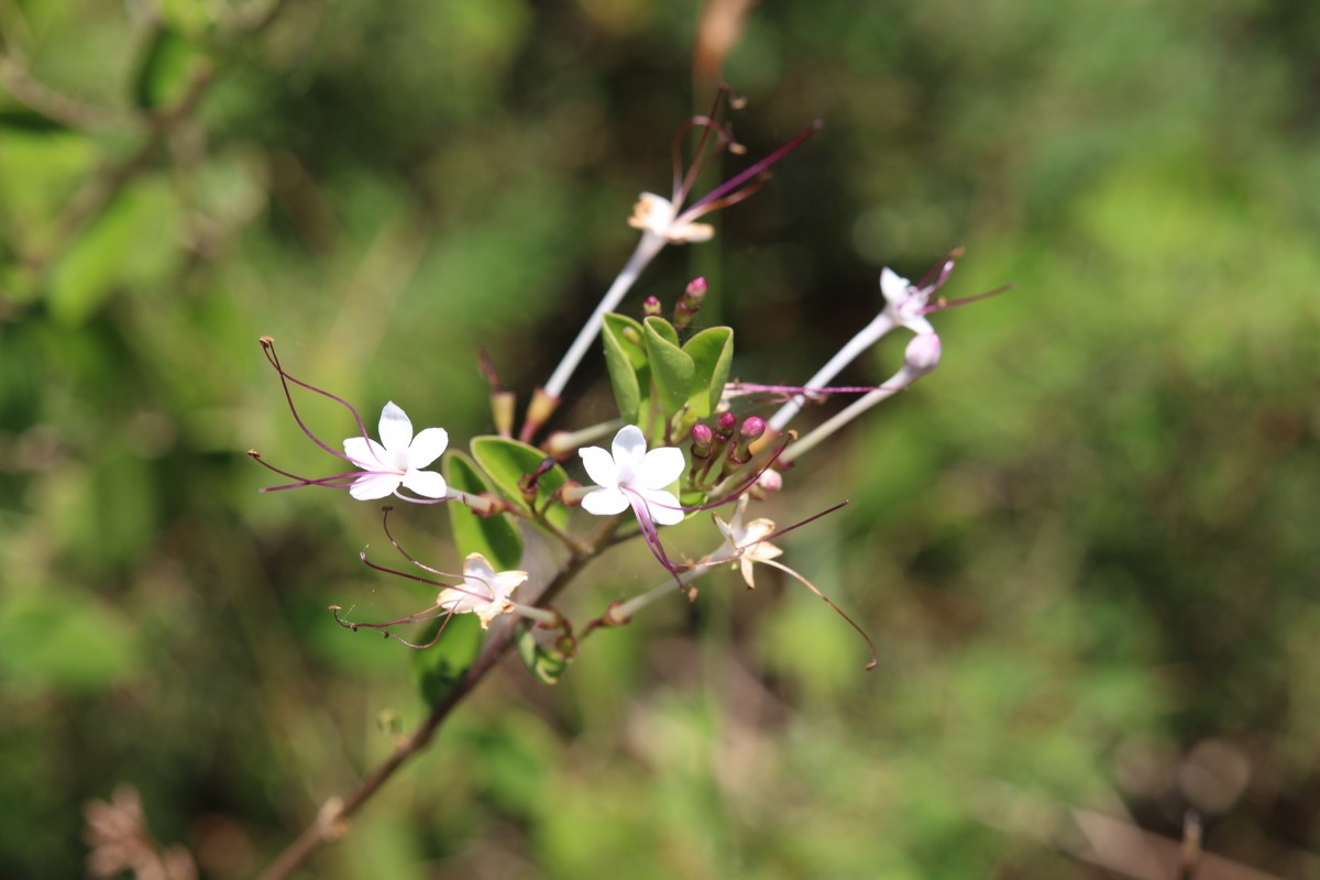 Volkameria inermis L.